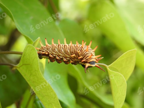 Preview: Caterpillar on a stem