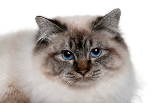 Preview: close up of a Birman (8 months old)