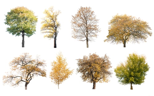 Preview: autumn trees isolated