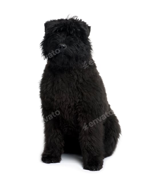 Preview: Bouvier des Flandres, 5 months old, sitting in front of white background