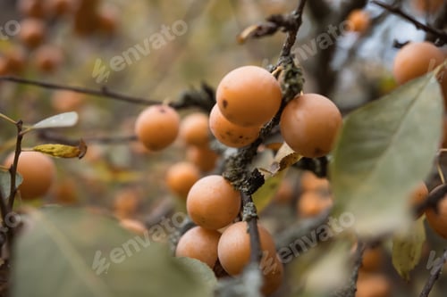 Preview: Ripe wild yellow plum on a tree in lost garden