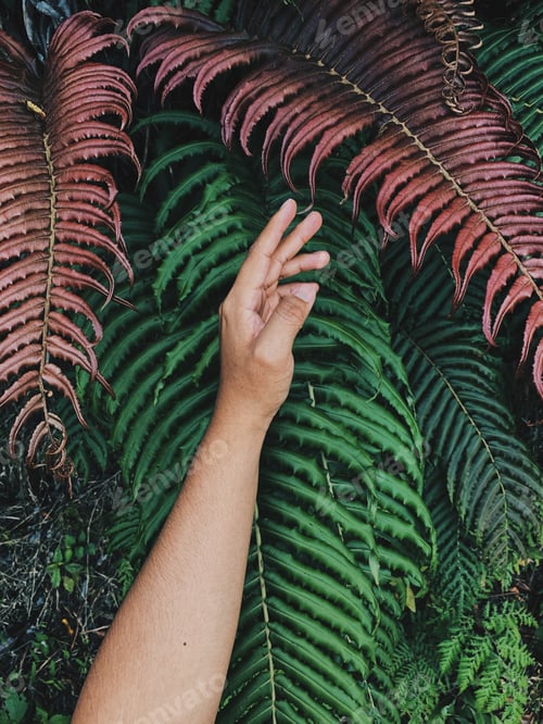 Preview: Hand Amidst Vibrant Green and Red Ferns