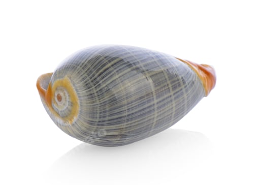 Preview: sea shell isolated on white background