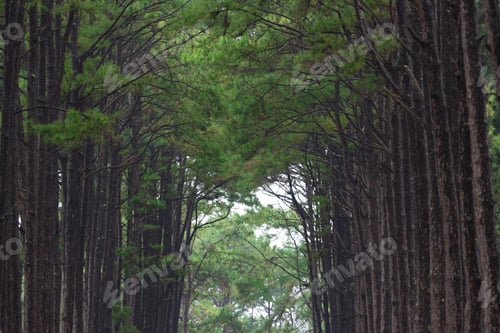 Preview: tropical pine forest in Thailand