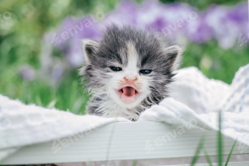 Preview: Cute little gray and white kitten sitting in wooden basket. Lovely pet on background of green grass