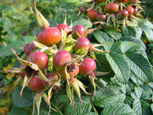 Preview: Dog-rose berries. Dog rose fruits (Rosa canina). Wild rosehips.
