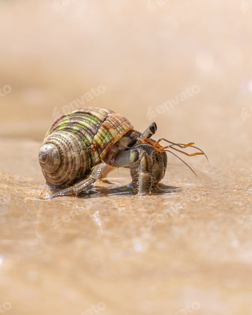 Preview: Hermit crab close-up portrait shot. Beautiful creature crawling on the wet sandy beach.