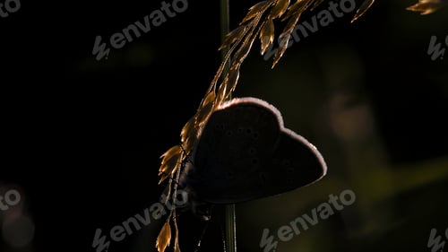 Preview: Bright butterflies with light wings in macro photography.Creative. Beautiful insects with large