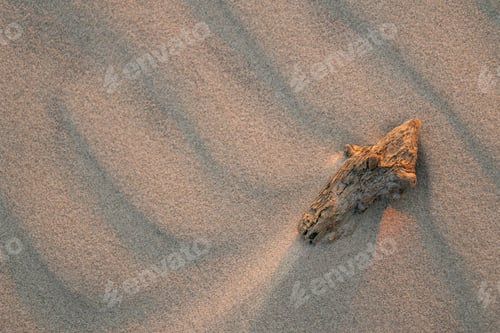 Preview: Piece of wood on the sandy beach