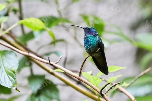 Preview: Cute bird sitting on twig
