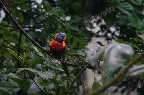 Preview: Wax-billed parrot perched on a branch of a tree against a natural background