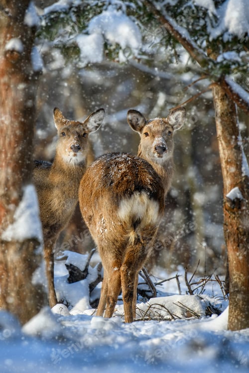 Preview: Female Roe deer in the winter forest. Animal in natural habitat