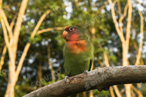 Preview: lovebirds, lover bird, lovely