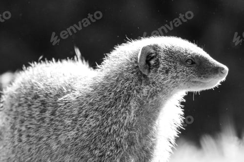 Preview: Mongoose Wildlife Animals Savannah Grassland Wilderness