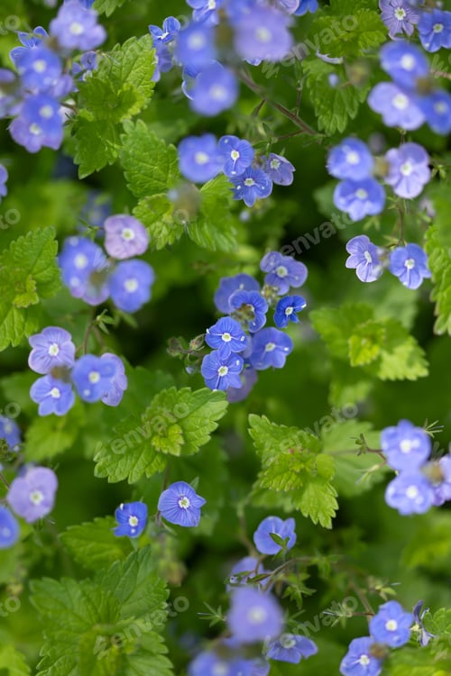 Preview: Many blue forget-me-nots, natural floral background, selective focus
