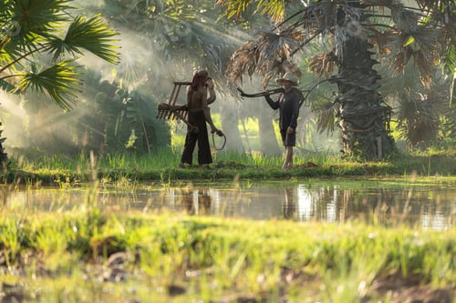 Preview: Farmers and their lifestyle of rice farming based on the seasons