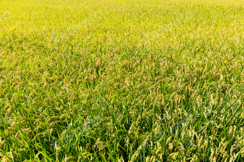 Preview: Rice field