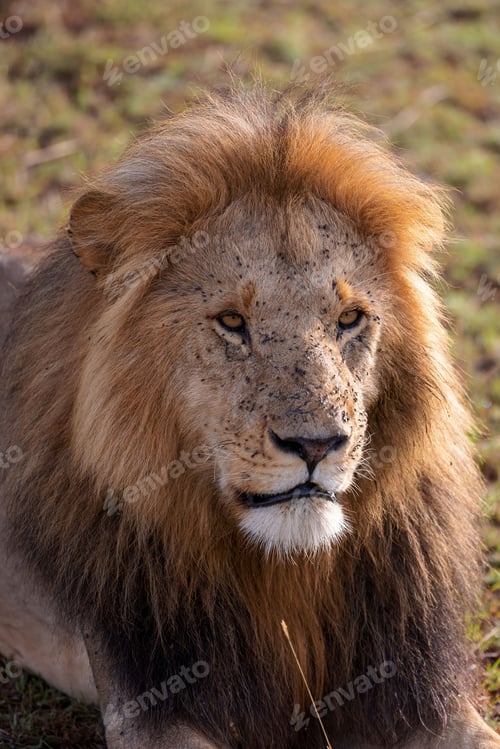 Preview: Majestic lion traversing a vast expanse of natural grassland, surrounded by lush foliage