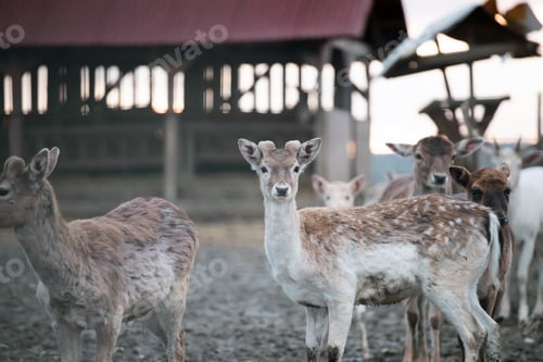 Preview: Close up on young deers