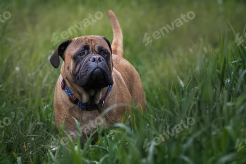 Preview: A large bullmastiff walking through tall wet grass with a light fog behind her