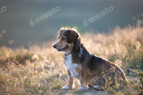Preview: Happy dog having fun in a field of summertime