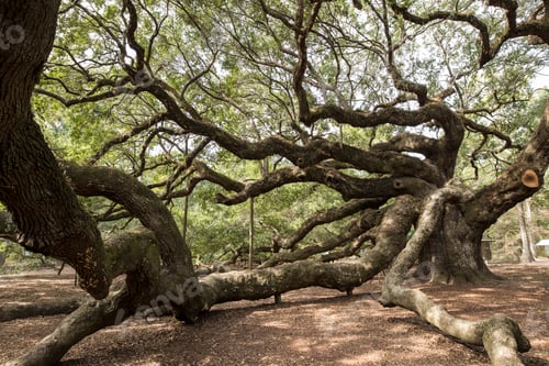 Preview: Angel Oak, Charleston, South Carolina
