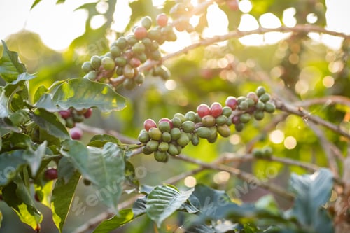 Preview: Coffee Farm Red Green Berries Seeds Plants Vegetation Farm Farming Landscapes Kenya East AFrica