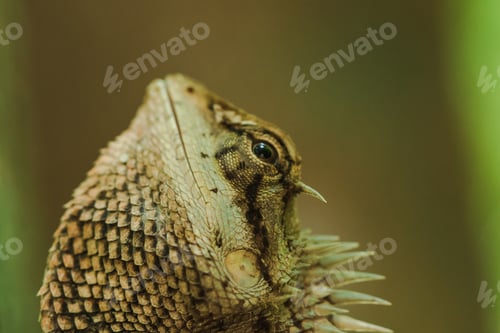 Preview: Yellow lizards on trees