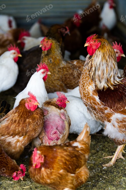 Preview: Free range chickens
