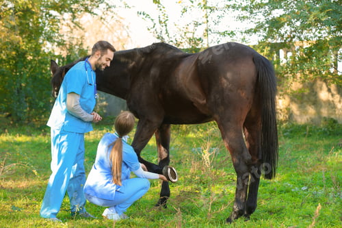 Preview: Veterinarians in uniform examining beautiful brown horse outdoors