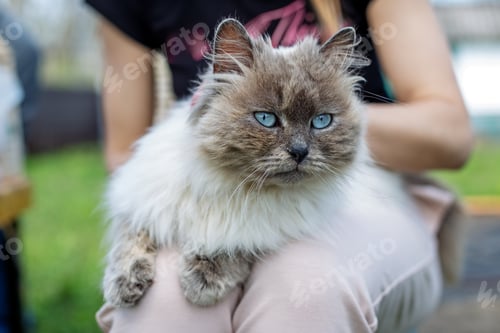Preview: Himalayan Cat Lounging on Owner in Garden