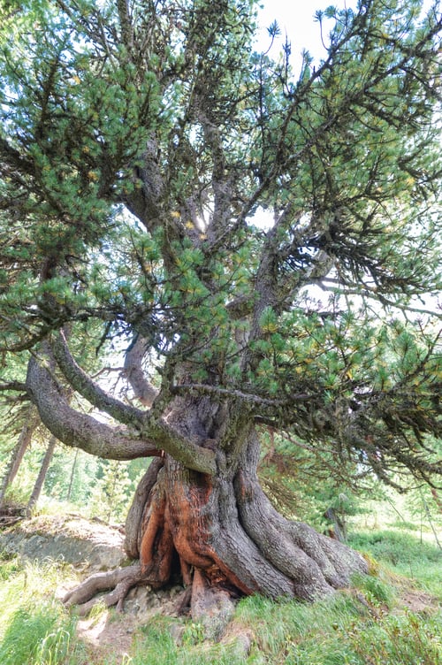 Preview: Centennial cyrmolus in engadine valley Switzerland