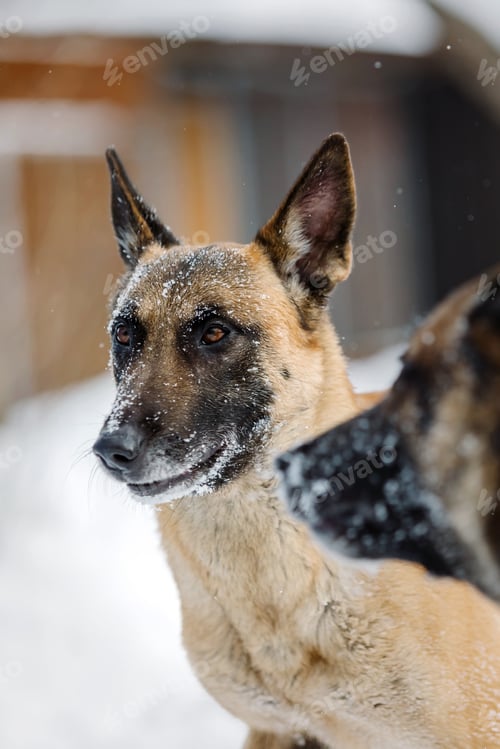 Preview: Belgian shepherd malinois dog running in the snow. Dog in winter forest