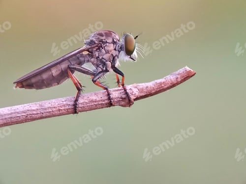 Preview: Robberfly
