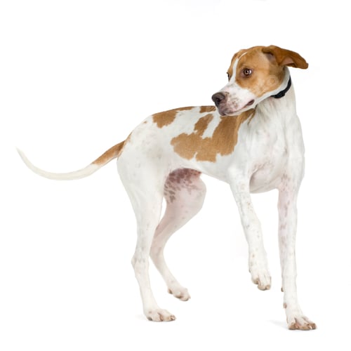 Preview: English Pointer (5 months)