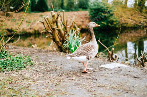 Preview: Wild duck near the lake in the park.