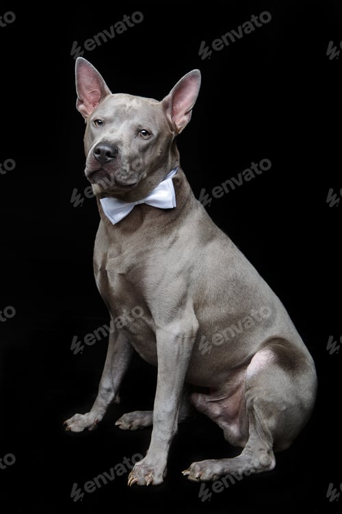 Preview: beautiful thai ridgeback dog with bow tie