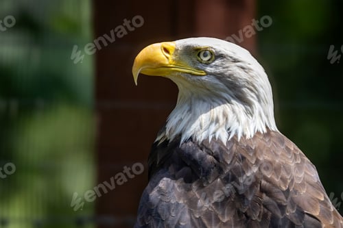 Preview: Bald Eagle Closeup Portrait