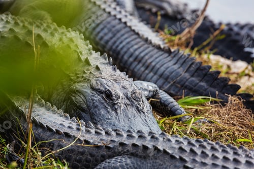 Preview: Alligator