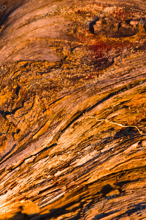 Preview: Macro shot of gorgeous textured wood during the golden hour