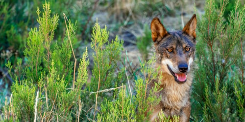 Preview: Iberian Wolf, Zamora, Spain