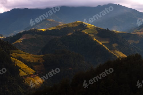 Preview: Closeup Rice fields on terraced of Mu Cang Chai District, YenBai province, Northwest Vietnam