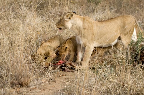 Preview: Lion in the wild