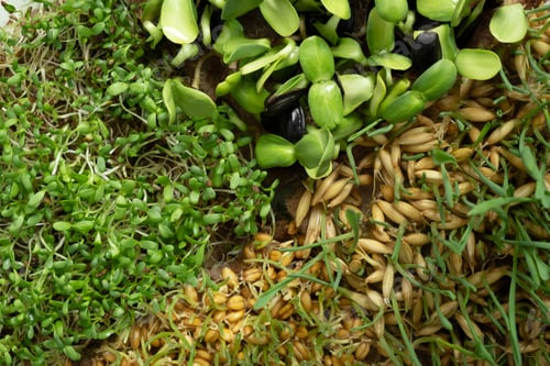 Preview: Sprouted microgreens of wheat, oats, alfalfa and sunflower. Superfood is grown at home