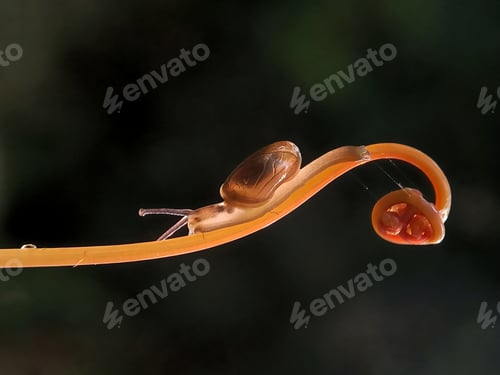 Preview: Snail