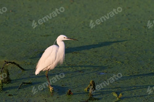 Preview: Little egret (Egretta garzetta)