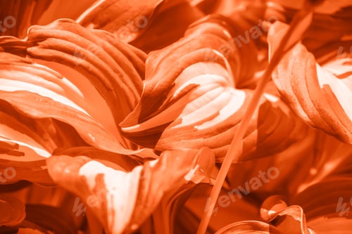 Preview: Natural tangerine background with fresh leaves of dieffenbachia plant. Closeup.