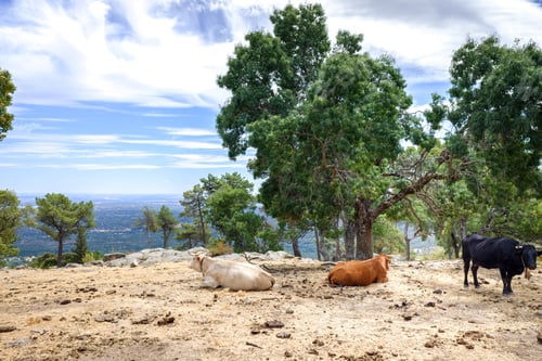 Preview: Cows and bulls grazing and resting in a meadow on top of a Spanish mountain.