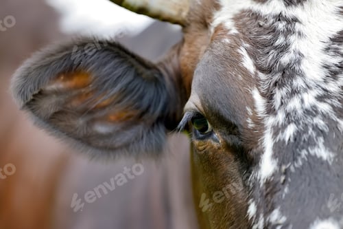 Preview: Close cow eye