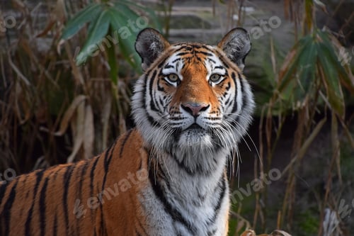 Preview: Close up portrait of Siberian Amur tiger
